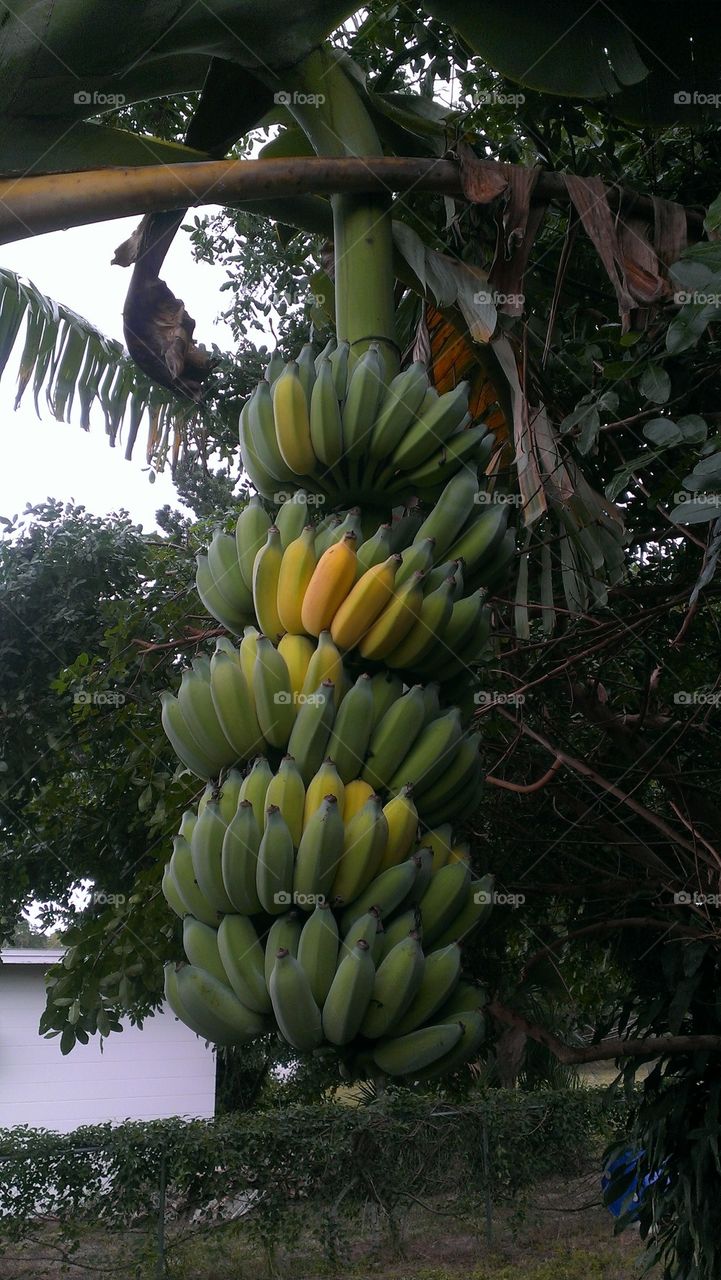 bananas almost ready