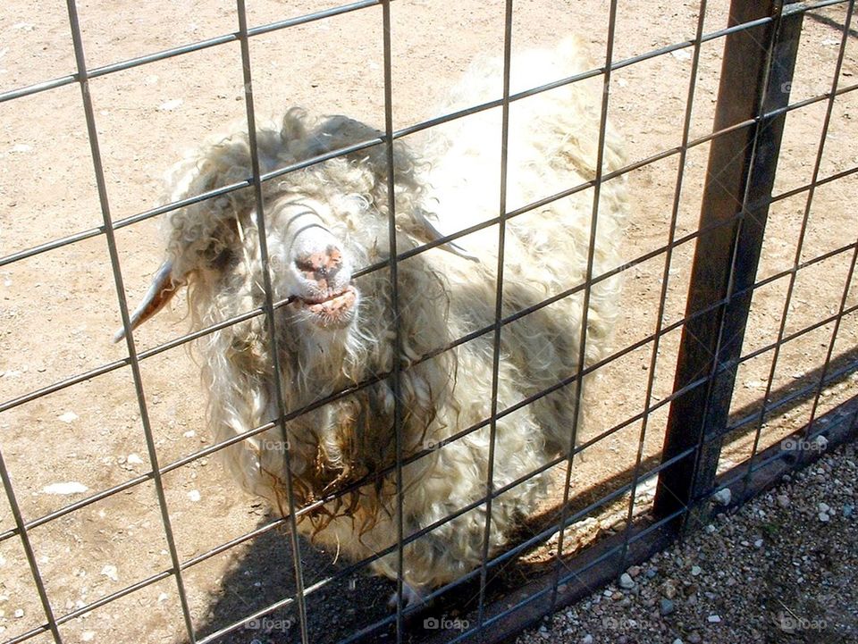 Ugly shaggy sheep