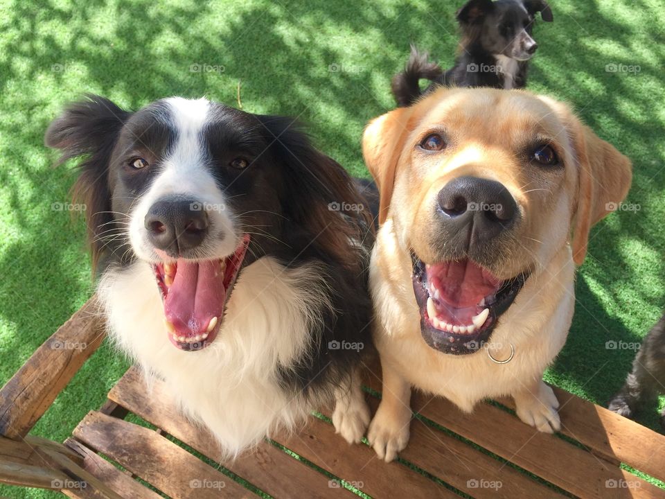 Border Collie and Labrador