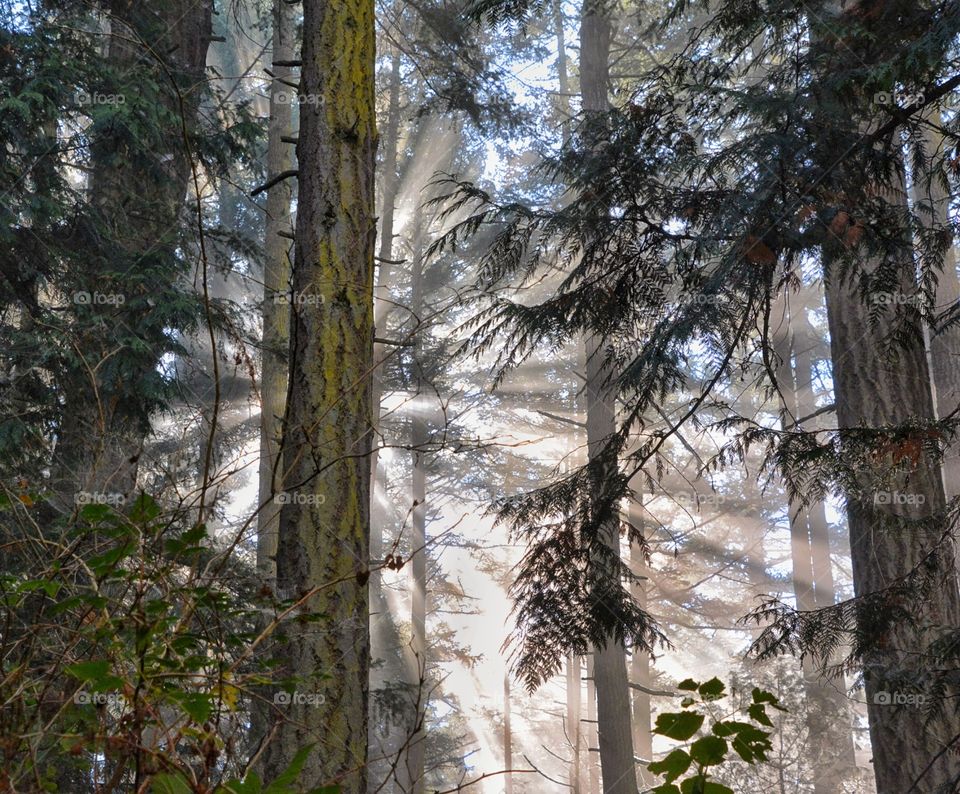 Rays of light in the forest