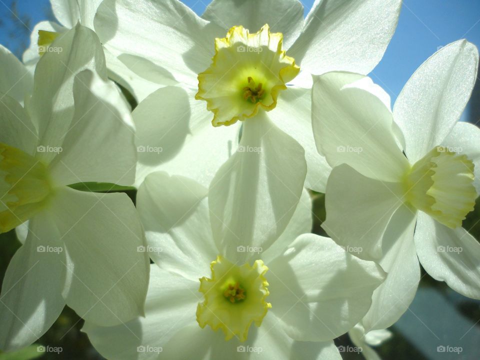 Flower, Nature, Flora, Easter, Floral