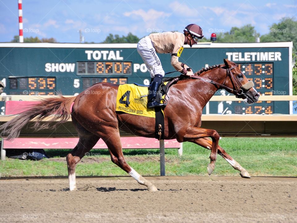 Artistic Drifter Winner. Horse racing at Parx with this beautiful chestnut colt winning for Frankie Pennington. 

Zazzle.com/Fleetphoto 