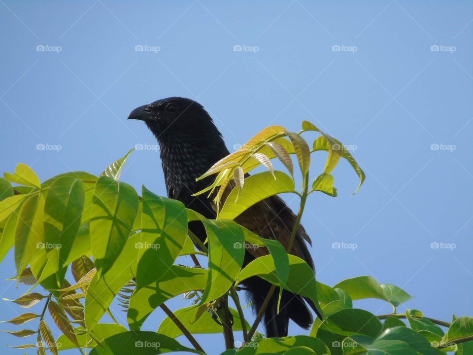 Sunda lesser coucal . Black top body part in common with variation of old brown to the pair of the wings. Large bird which ready for sounding aside of roadway, or just to perch at the canopy of ketapang & plants of crown .