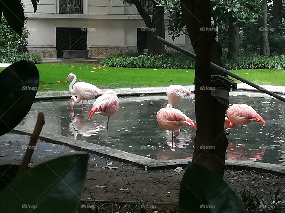 Pink flamingos