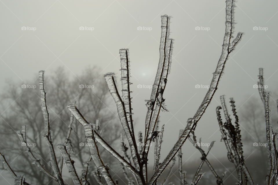 frozen tree