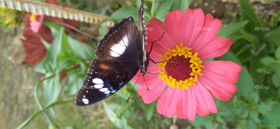 a beautiful butterfly perched on a blooming flower