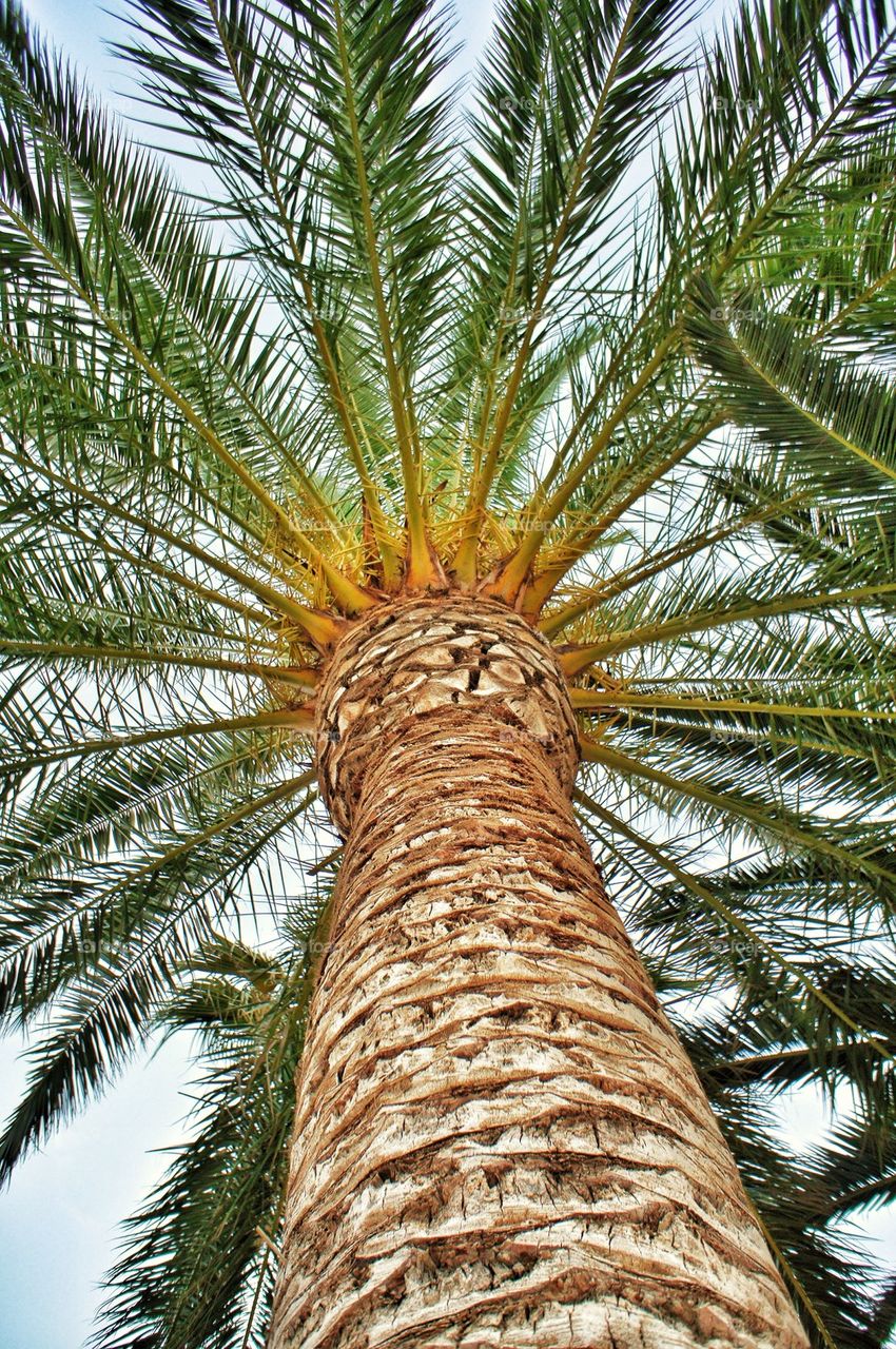 Palmtree