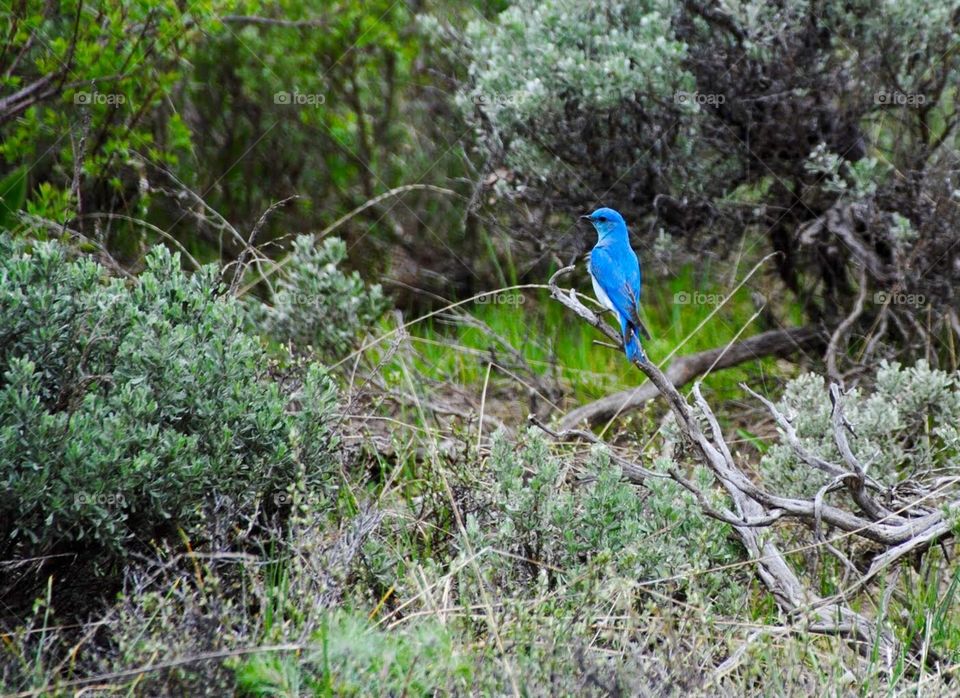 Mountain Bluebird