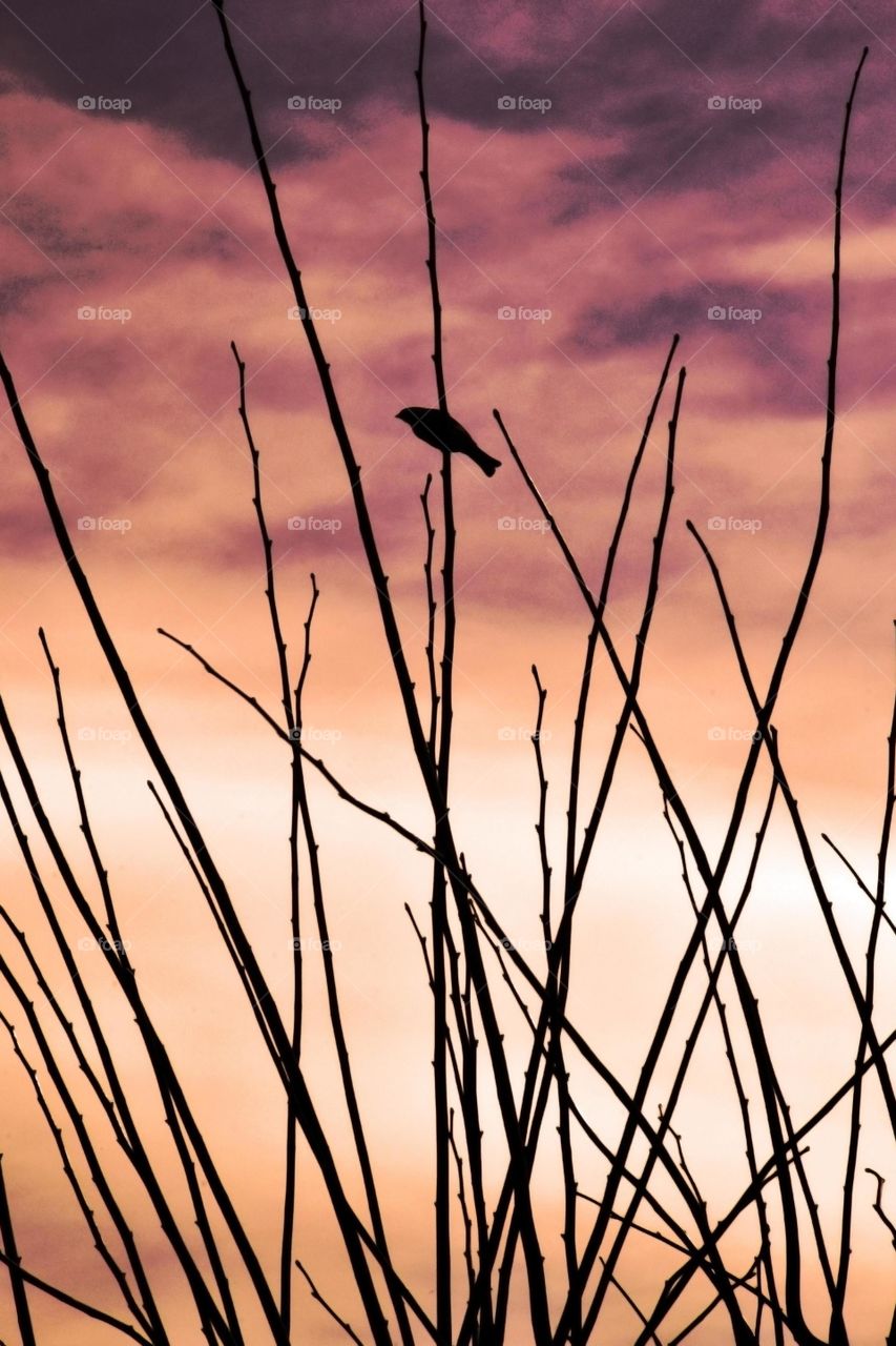 backlight bird on the branch