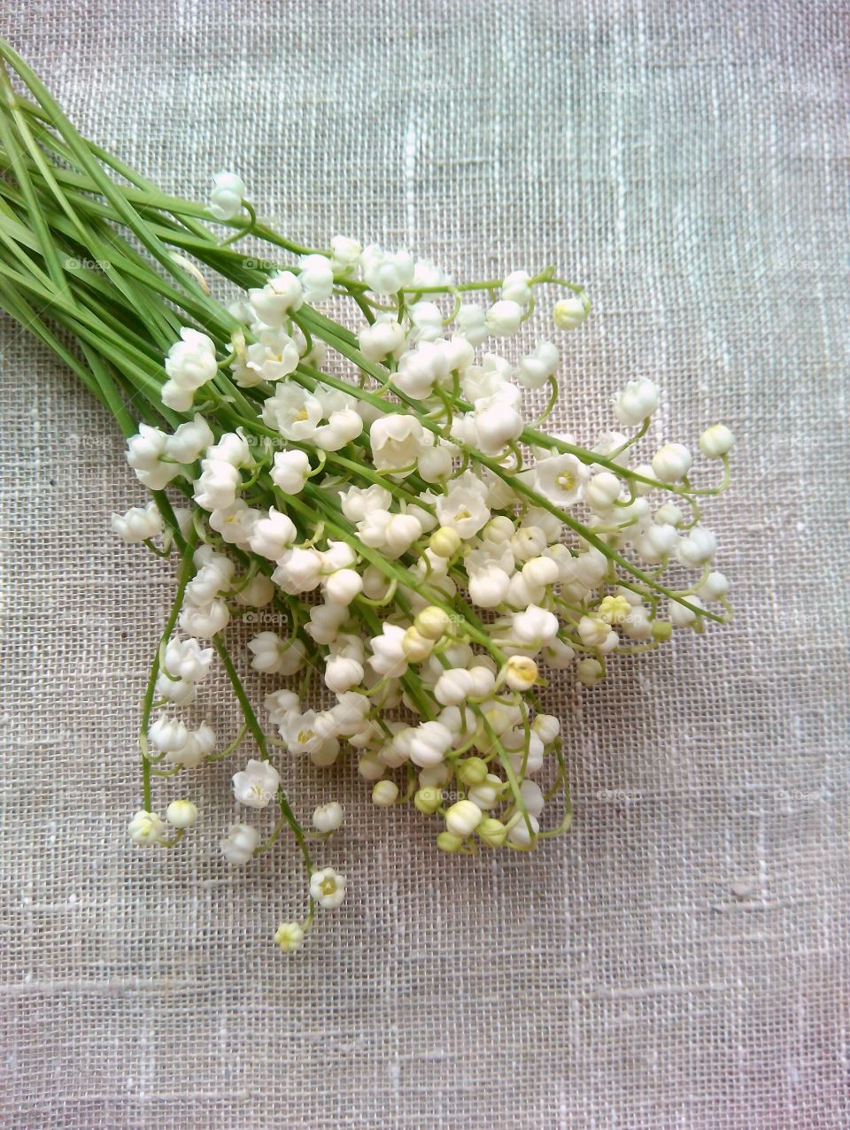 Flora, Flower, Nature, Desktop, Cluster