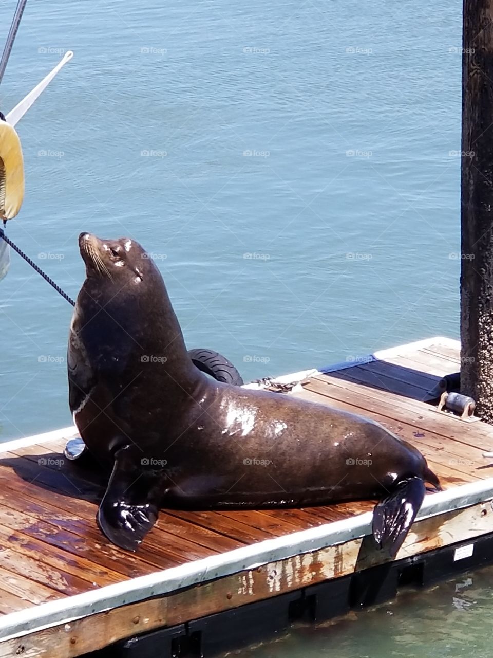Sea Lion on Dock
