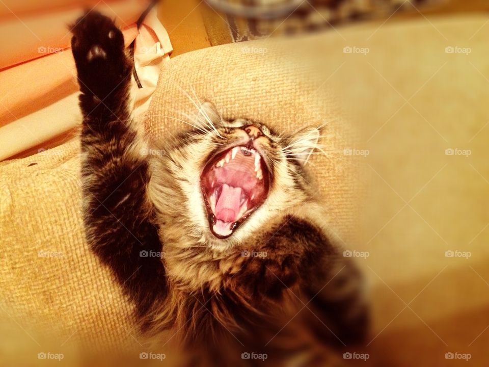 cat animal shout yeah by lanocheloca