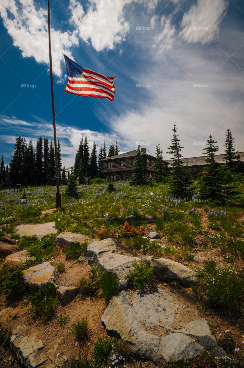 flowers meadow travel mountain by smgonline