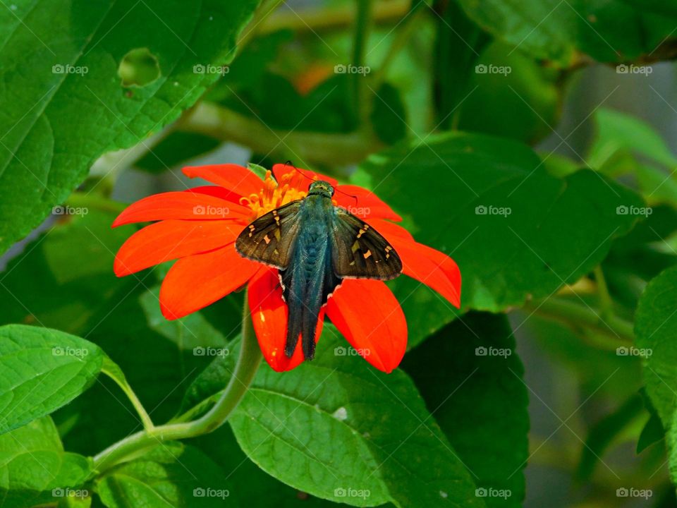 This is spring / a long tailed skipper butterfly is extracting nectar from a colorful swamp daisy