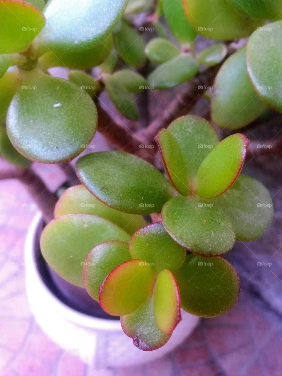 Close up of leaves from a plant in the pot