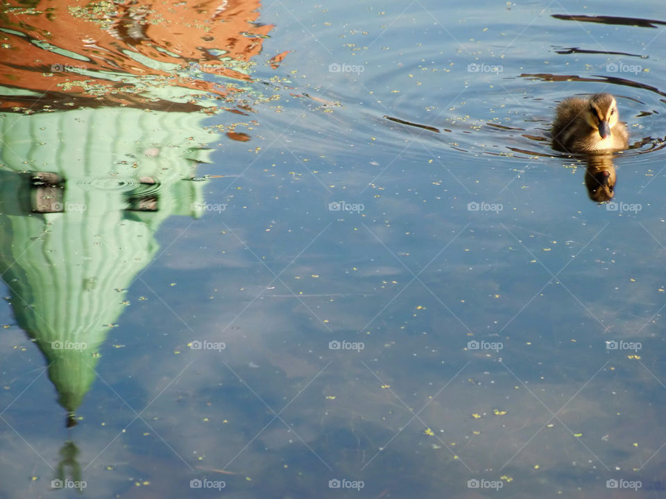 Swimming duckling