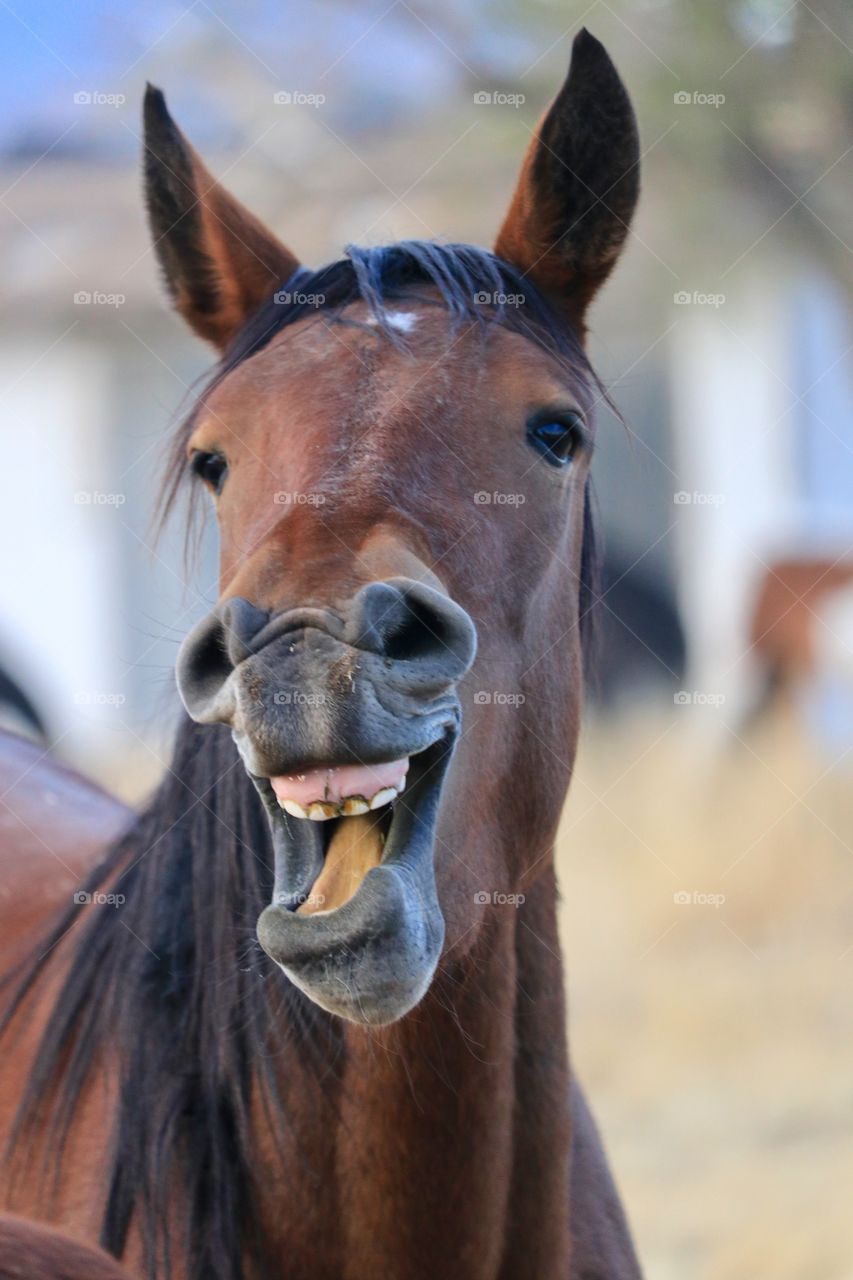 Wild American Mustang Colt with mouth open and showing teeth  and gums headshot facing camera 