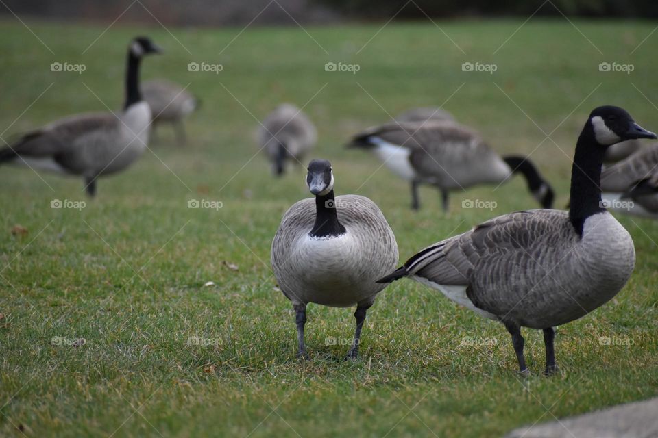 A goose poses for a picture in the park