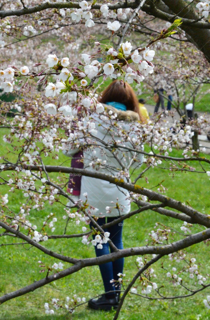 woman and cherry blossom