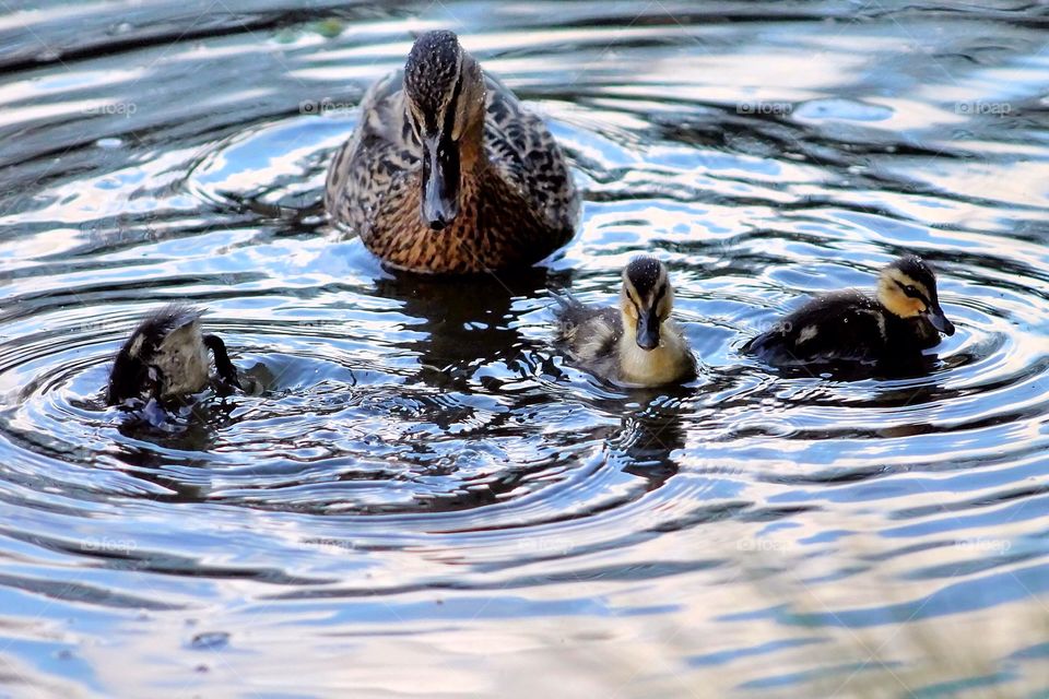 Family time. Mother duck and baby ducklings enjoying a swim