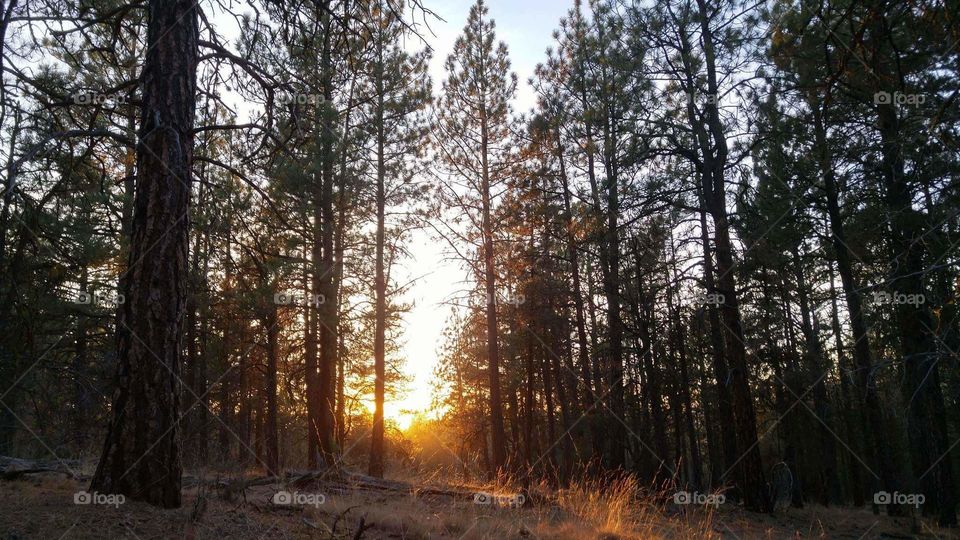 forest sunrise