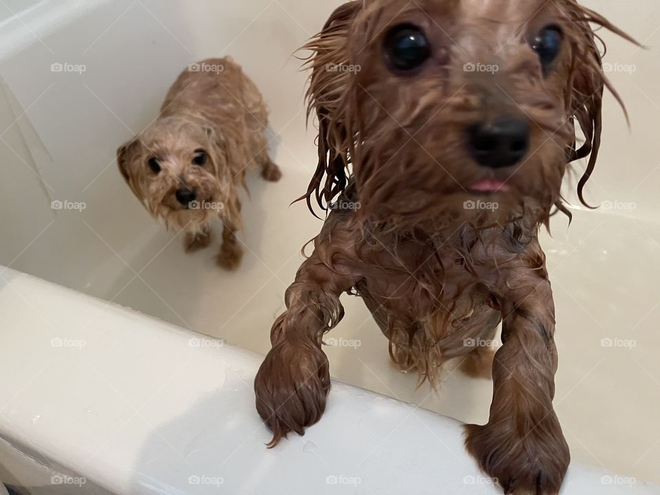 Bath time