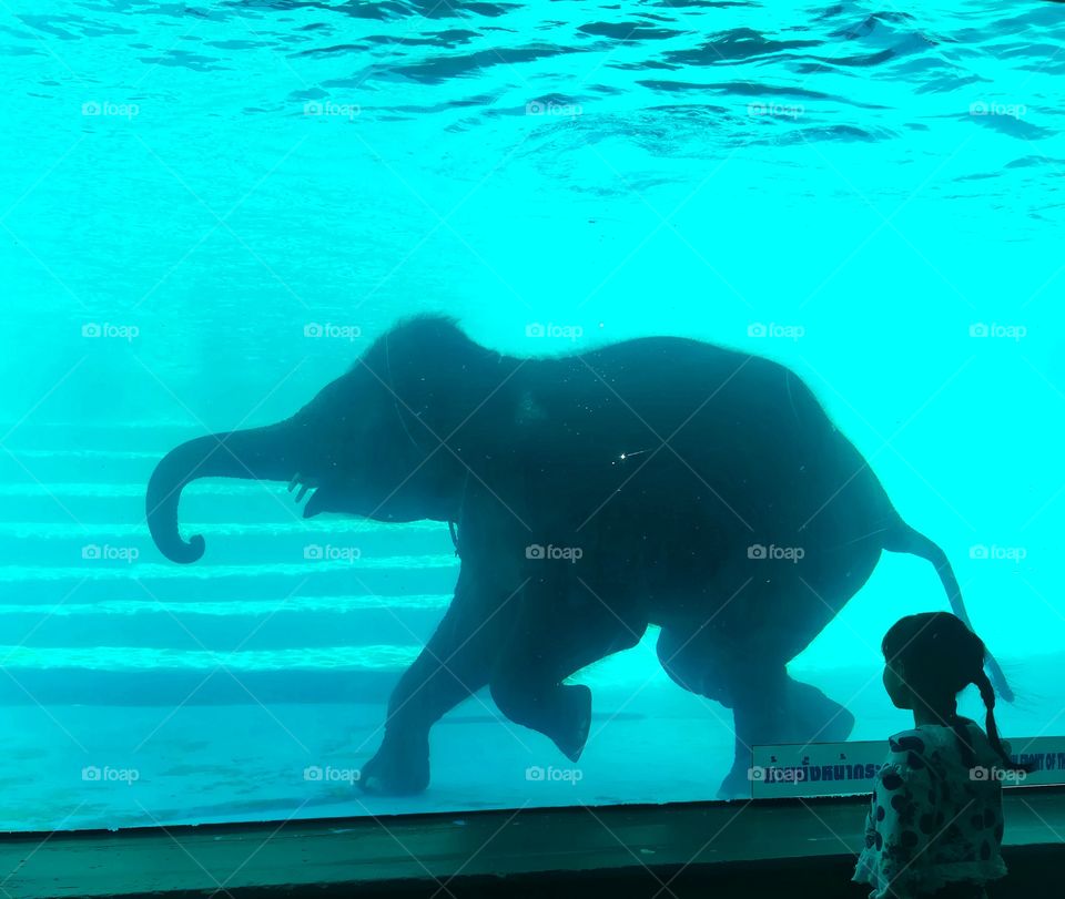 elephant playing water