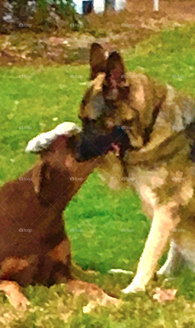 German shepherd dog and Doberman sharing the love and friendship 