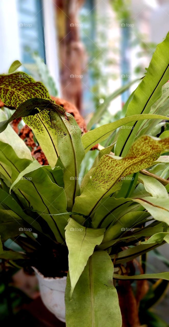 Asplenium nidus belongs to the Polypodiaceae family. In scientific language it is also referred to as an epiphytic or lithophyte nail