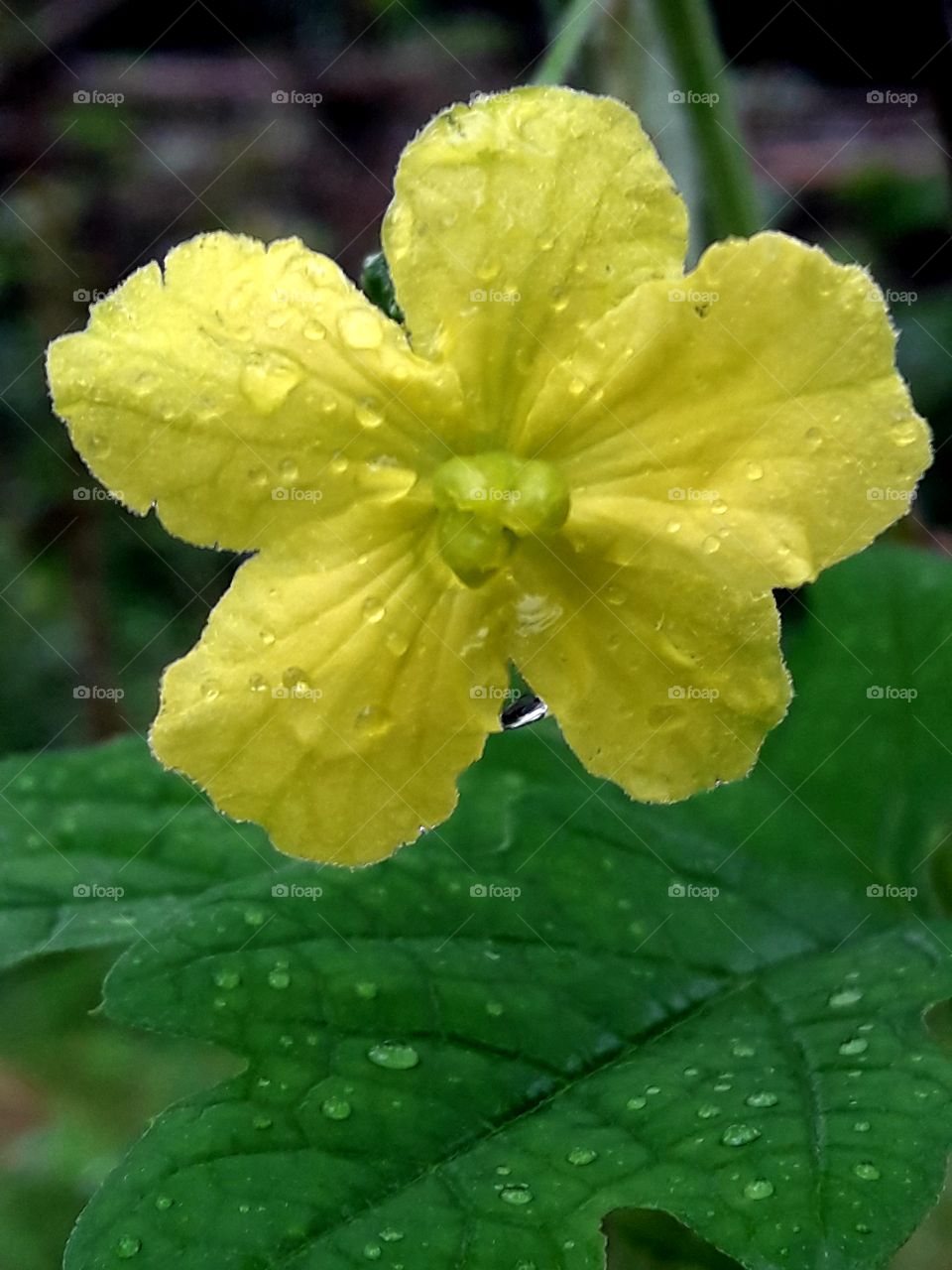 Yellow colour blooming flower rain droplet on it's