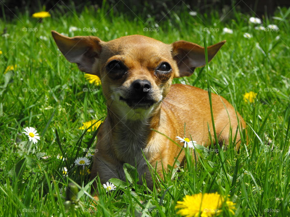 Chihuahua