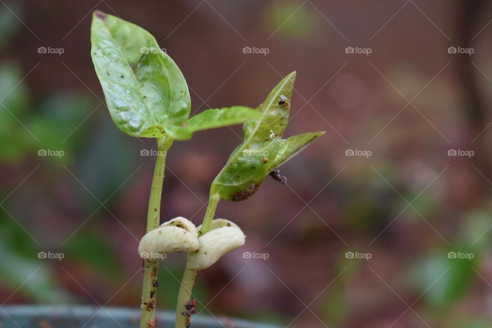 New to the world of plant