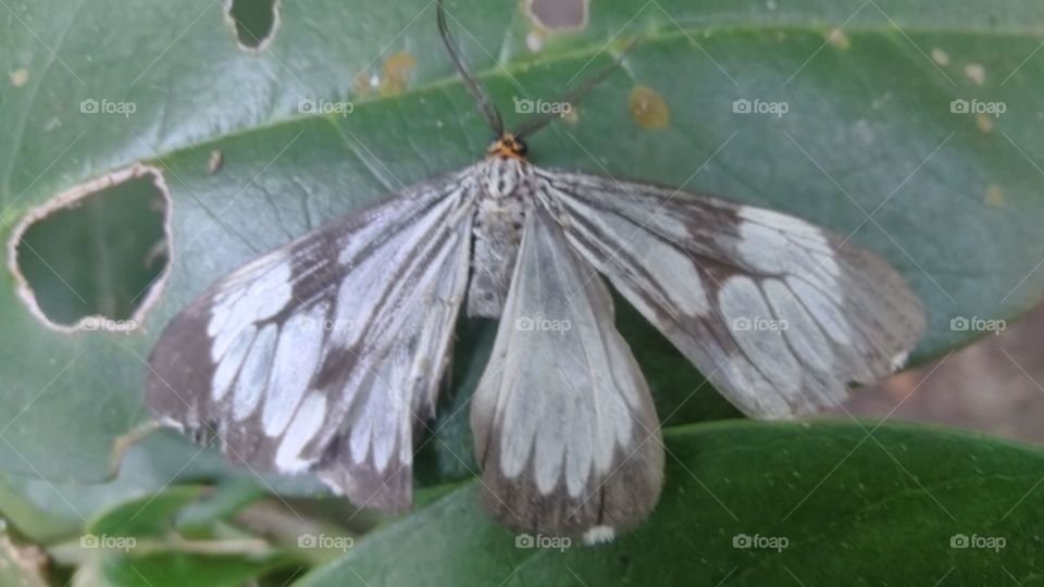 White marble moth butterfly