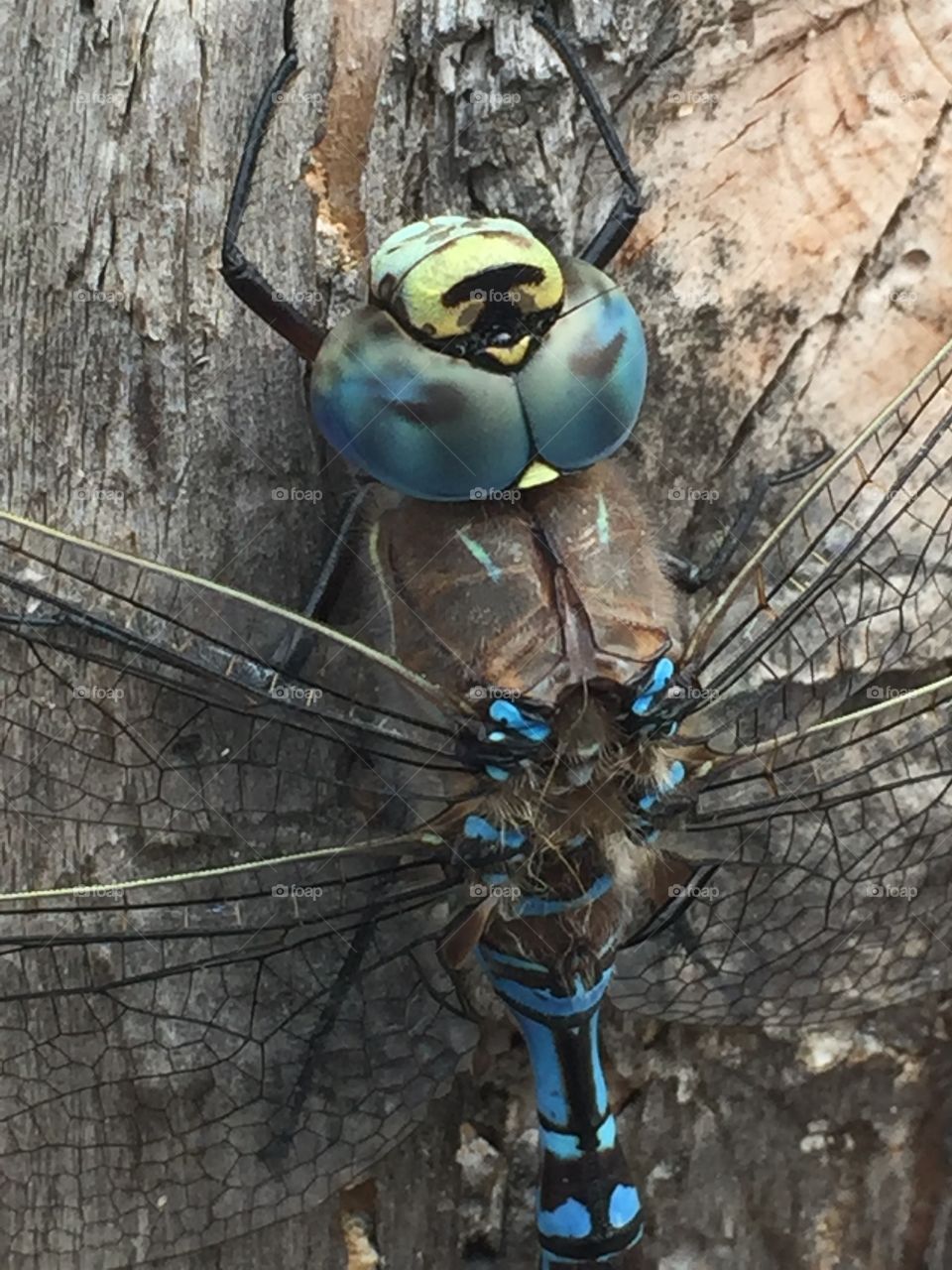 Dragonfly beauty