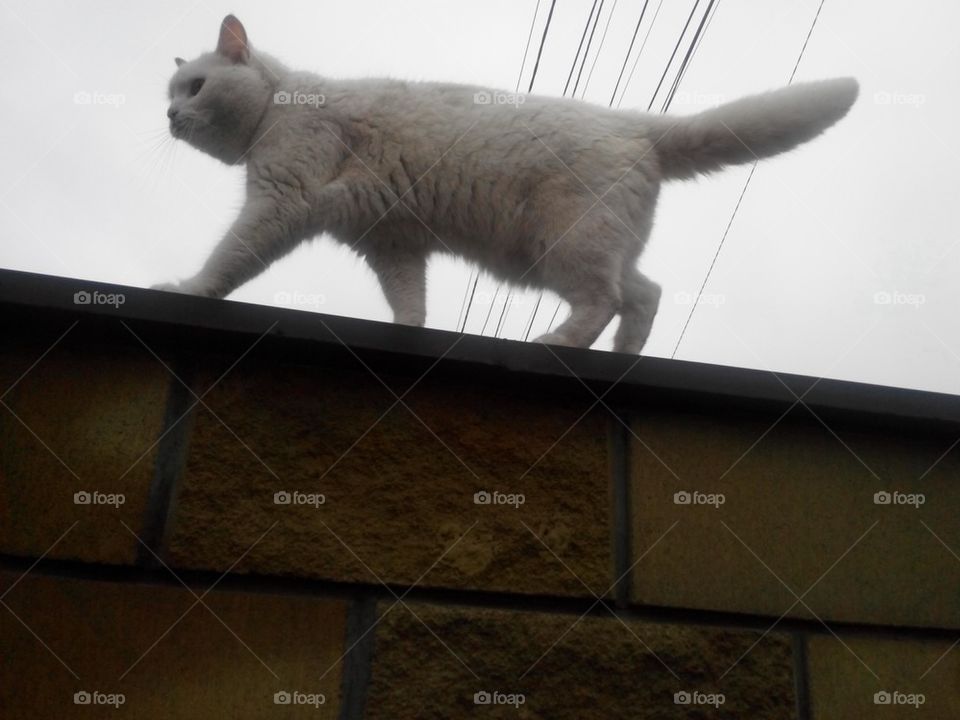 White Cat at the roof 