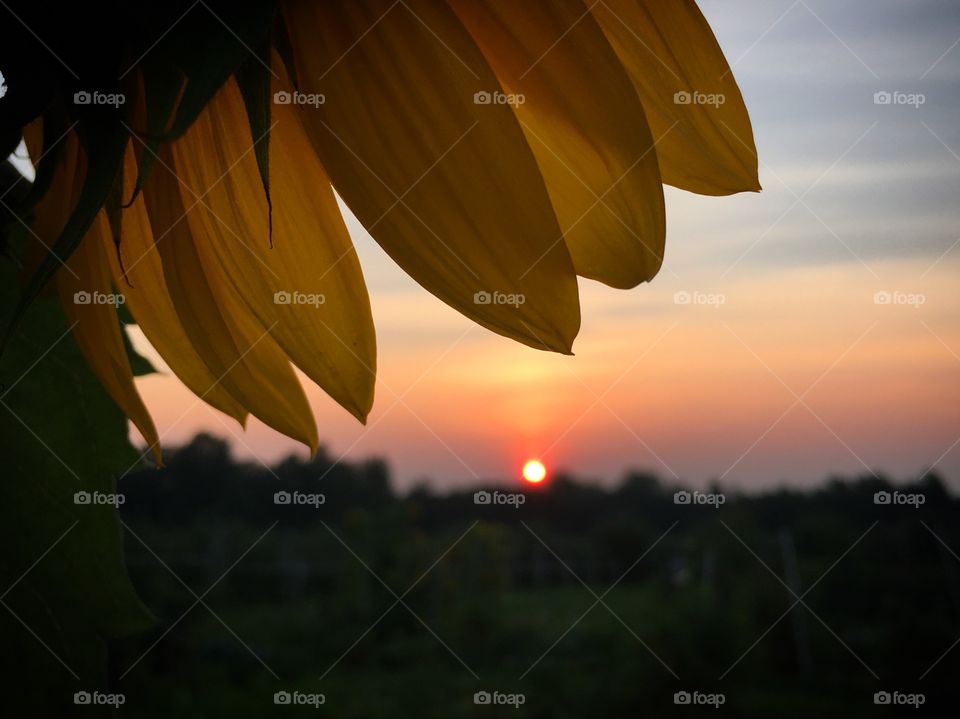 Flower in morning