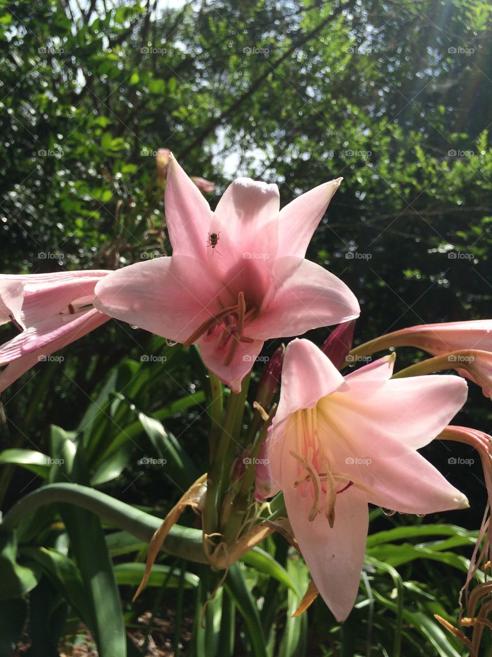 Lilies. Pink lilies