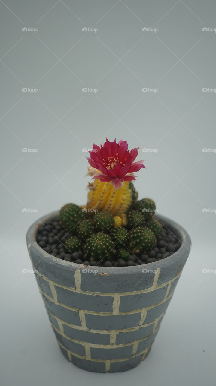 Lobivia cactus flower