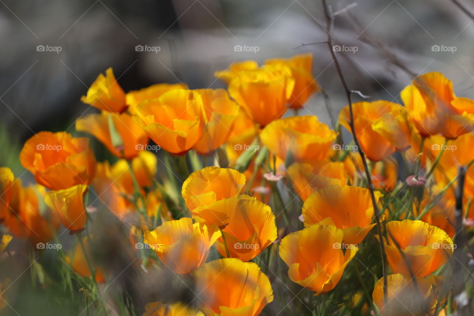 Orange Indian poppy flowers popping up by the shore