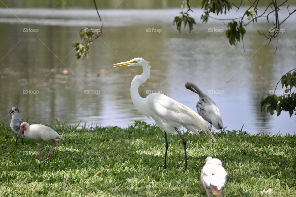 A white goose standing in between another white bird and another goose on the grass in front of a pond
