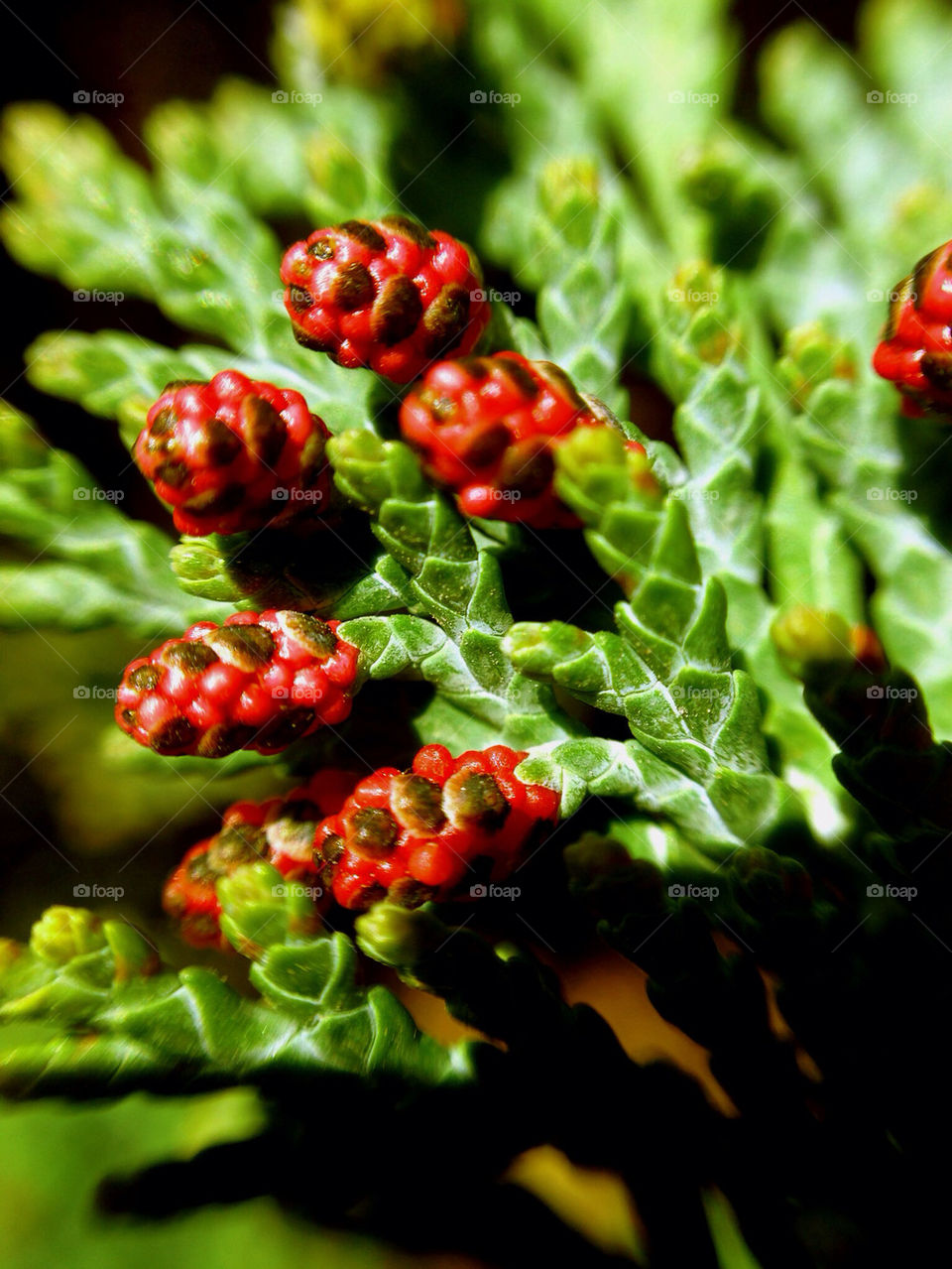 Tiny pictures collection