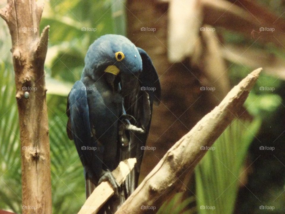 Blue parrot 