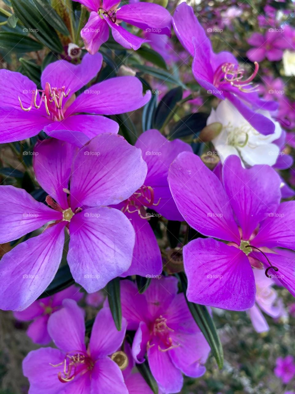 Manacás - 🌹 🇺🇸 Very beautiful flowers to brighten our day.  Live nature and its beauty. Did you like the delicate petals? / 🇧🇷 Flores muito bonitas para alegrar nosso dia. Viva a natureza e sua beleza. Gostaram das pétalas delicadas? 