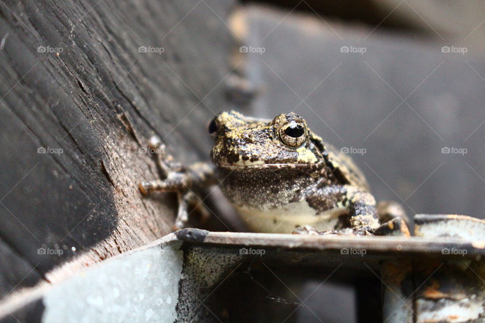 Close Up Frog