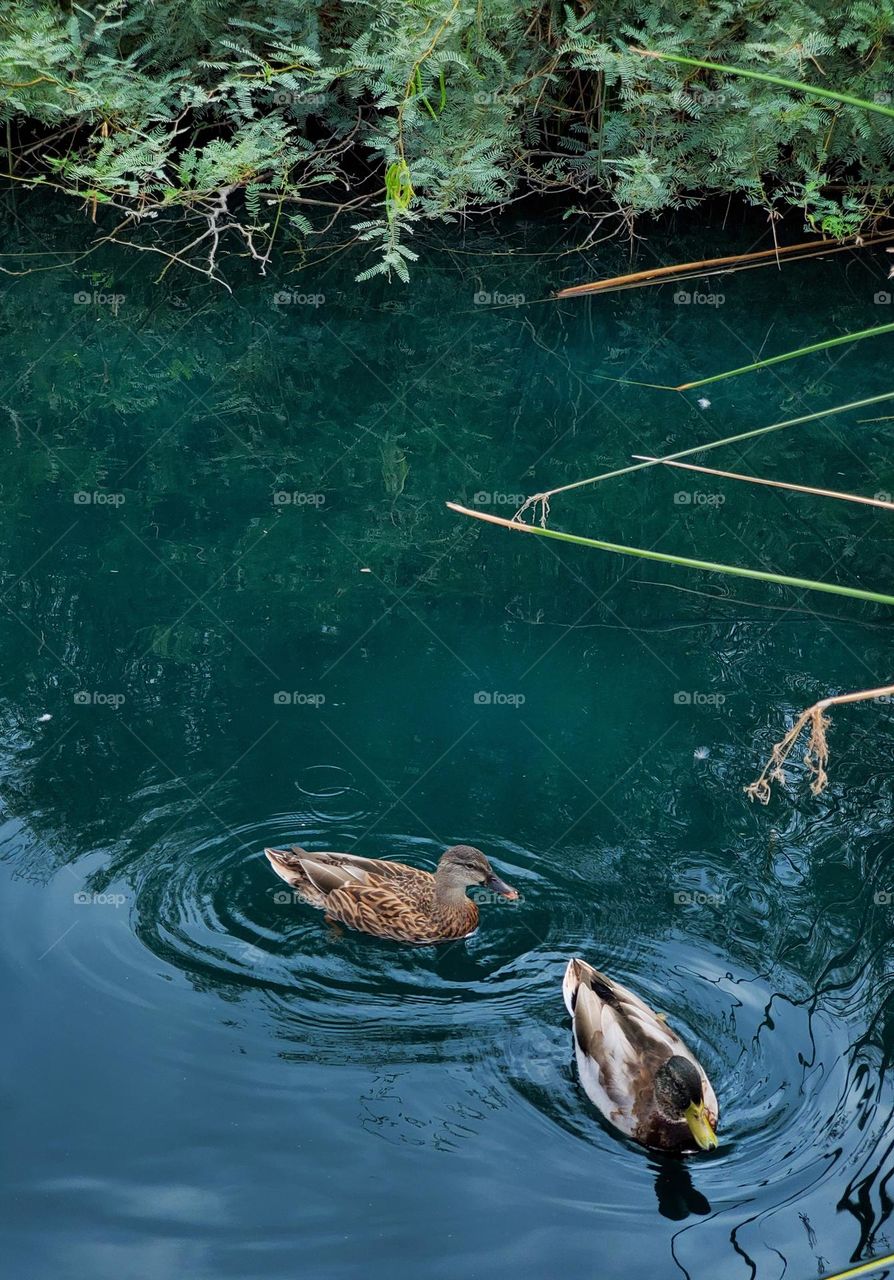 Two Ducks on the Lake