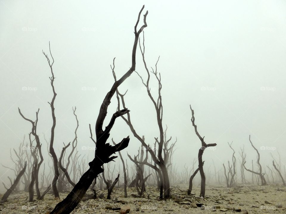 Burned trees. Foggy day at vulcano with burned trees