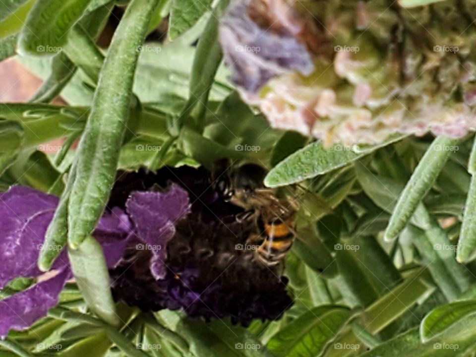 Bee and lavender