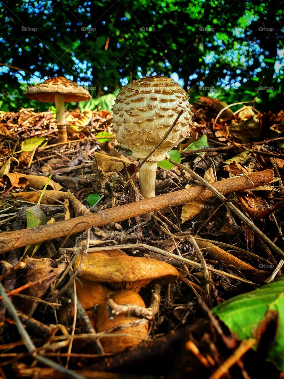 mushrooms at fall