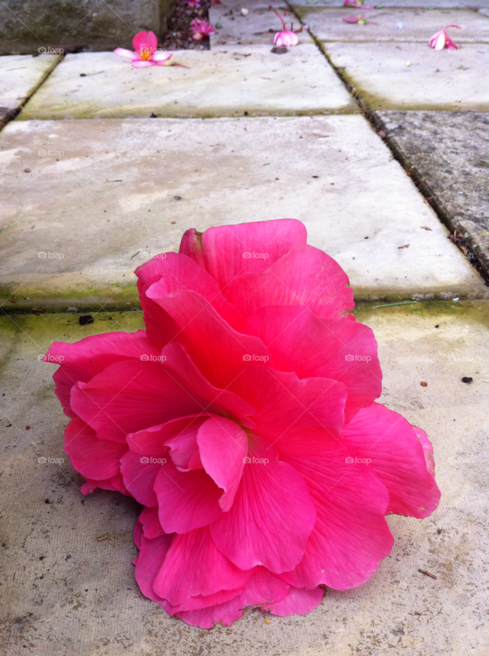 garden pink flower petal by KatieFerdinand
