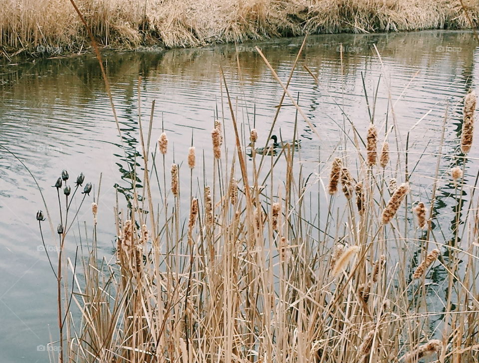 ducks behind cattails. ducks on a river behind cattails